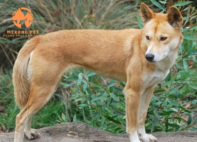 Chuyên mua bán chó con chó lớn giá 500k tại Tphcm, Tây Ninh, Đồng nai,..